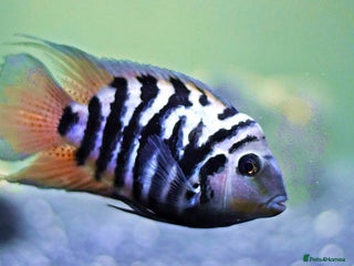 Cichlids fish Healthy Convict (Zebra) Cichlids for Sale! - Advert 1