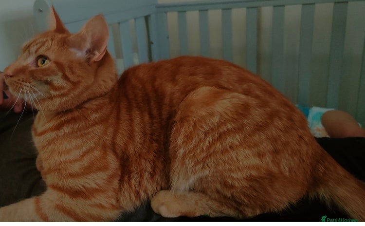 American Shorthair cats - Advert 2
