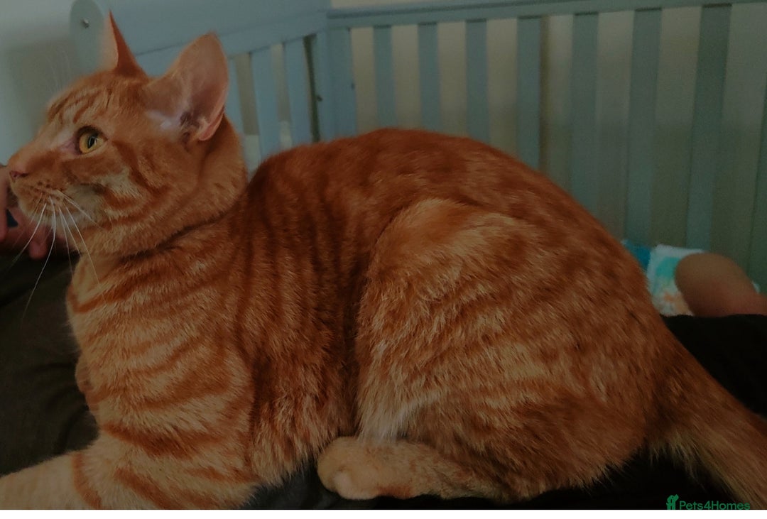 American Shorthair cats for sale: Ginger cat to be rehomed - Image 1