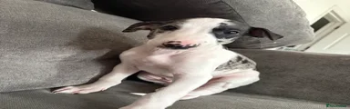 White and black marble male