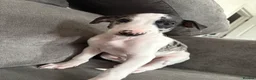 Mixed Breed dogs for sale: Collie whippet greyhound  - Advert 8