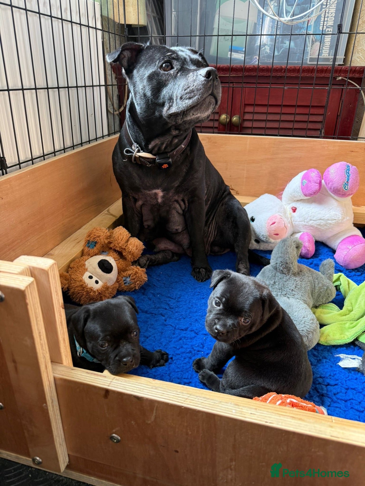 Staffordshire Bull Terrier dogs Stunning Staffordshire bull terrier pups - Advert 1