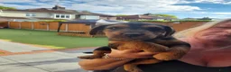 Patterdale Terrier dogs for sale: Pattadale terrier pups in Liverpool - Advert 18