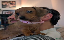 Miniature Dachshund dogs for sale: 2x miniature dachshunds - Image 15