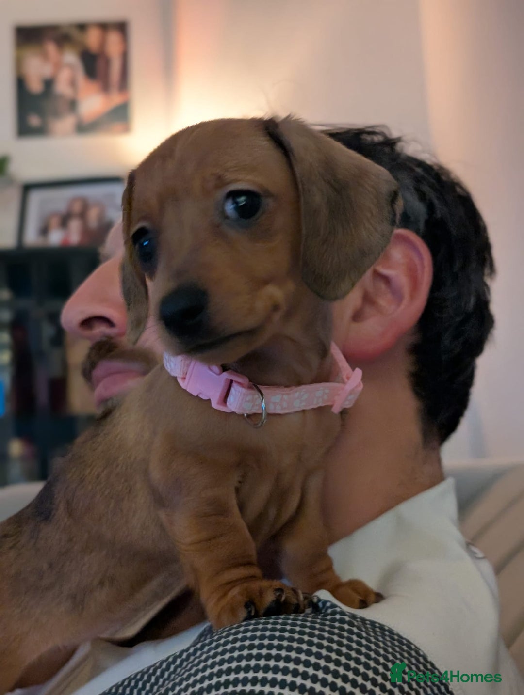 Miniature Dachshund dogs for sale: 2x miniature dachshunds - Image 15