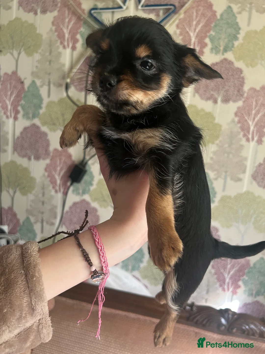 Chorkie dogs for sale: 5 tiny chorkies 9 weeks old vaccinated  - Advert 13