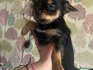 Chorkie dogs Only 3 left tiny chorkies 9 weeks old vaccinated - Advert 3
