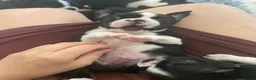 Boston Terrier dogs for stud: 🇺🇸 Boston Terrier For Stud 🇺🇸 in Croydon - Advert 14