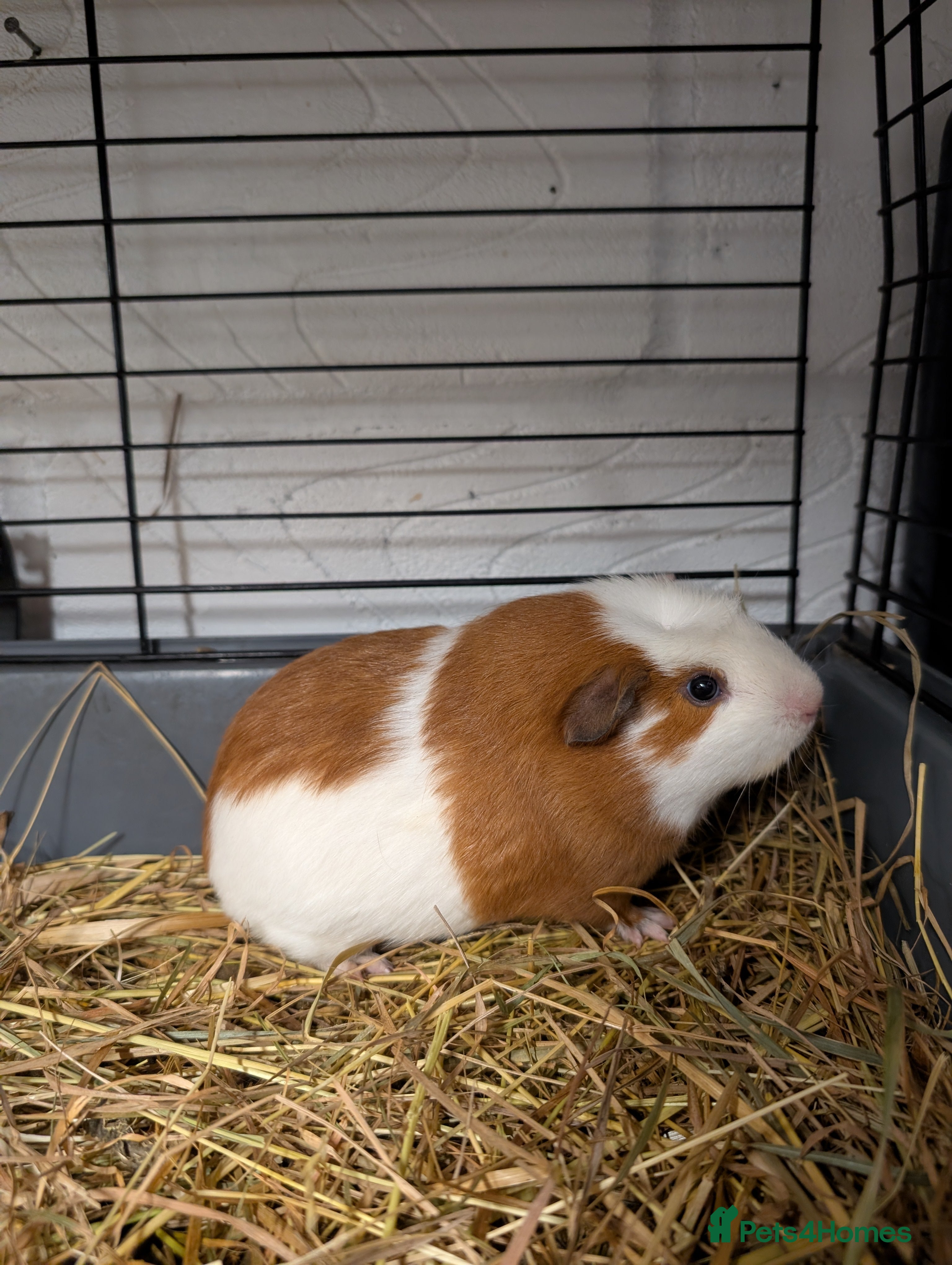 Guinea Pig rodents Baby boy guinea pig  - Advert 11