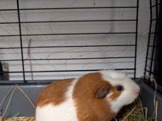 Guinea Pig rodents Baby boy guinea pig - Advert 11