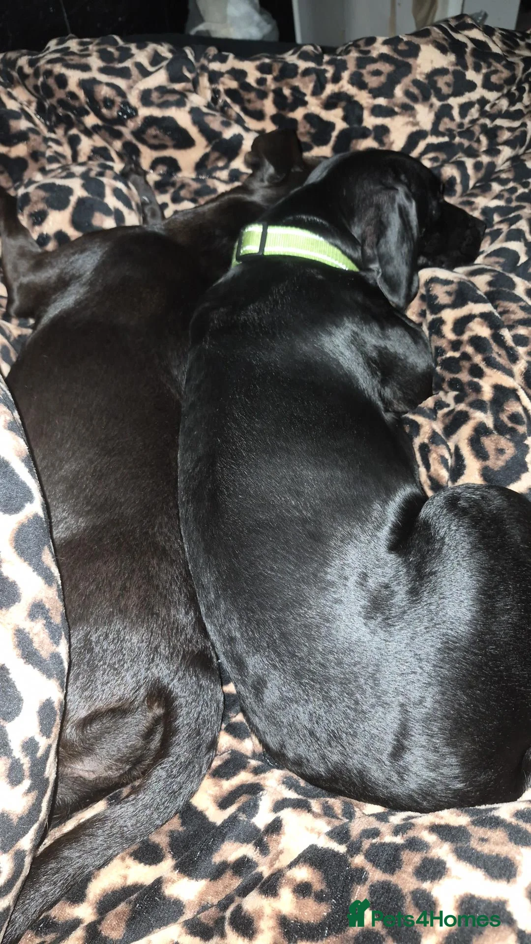 Mixed Breed dogs for sale: Patterdale - Advert 2