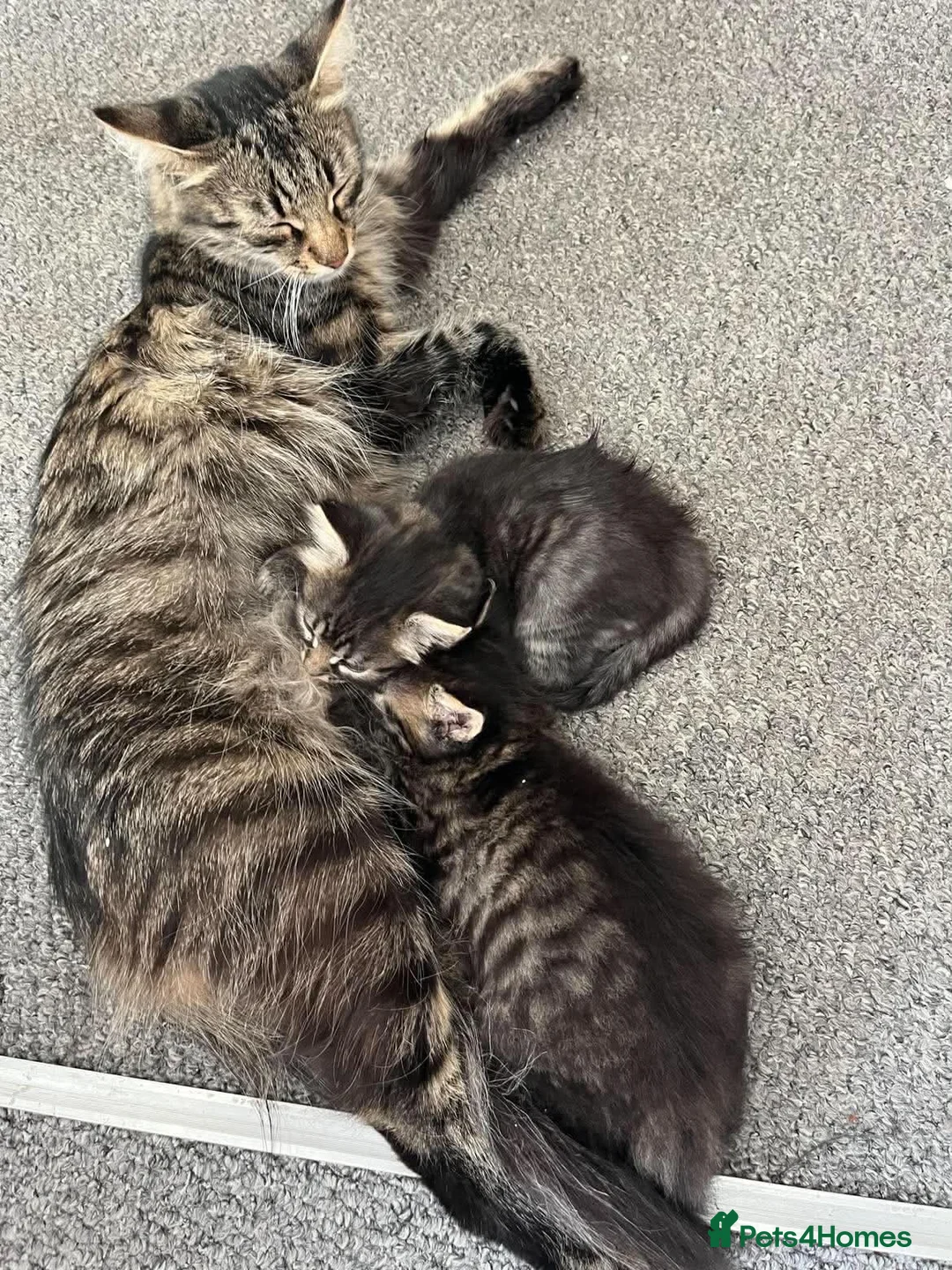 European cats for sale: Beautiful Kittens 🐱 available now - Advert 15