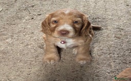 Cocker Spaniel dogs for stud: PROVEN STUD 100% show cocker, KC REG, Clear health in Tonbridge - Image 16