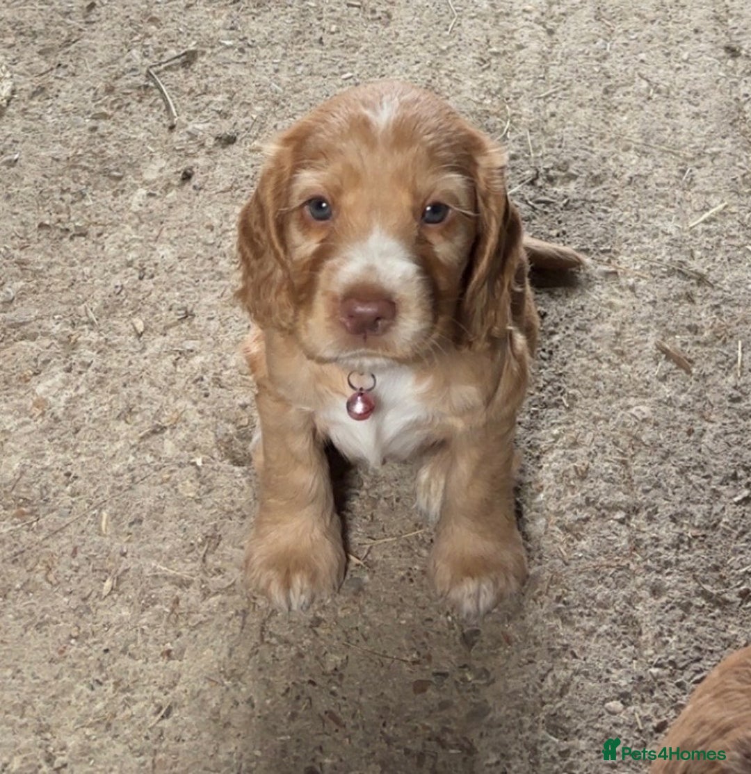 Cocker Spaniel dogs for stud: PROVEN STUD 100% show cocker, KC REG, Clear health in Tonbridge - Image 16