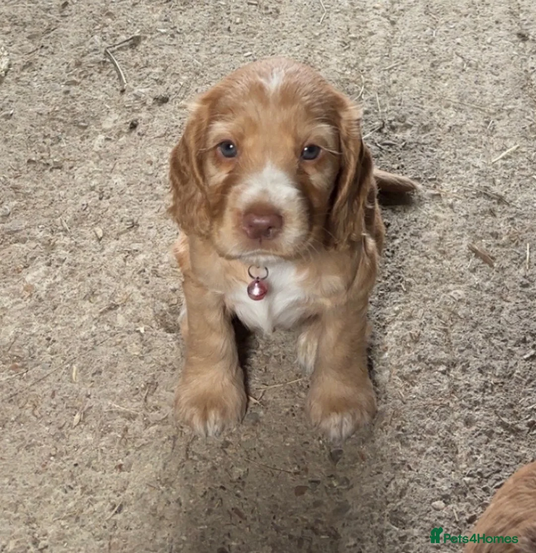 Cocker Spaniel dogs for stud: PROVEN STUD 100% show cocker, KC REG, Clear health in Tonbridge - Advert 16