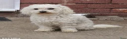 Bichon Frise dogs for sale: Bichon Maltese  - Advert 2