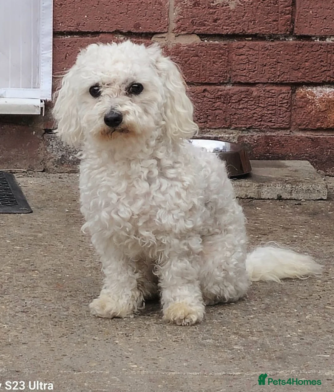 Bichon Frise dogs for sale: Bichon Maltese  - Advert 2