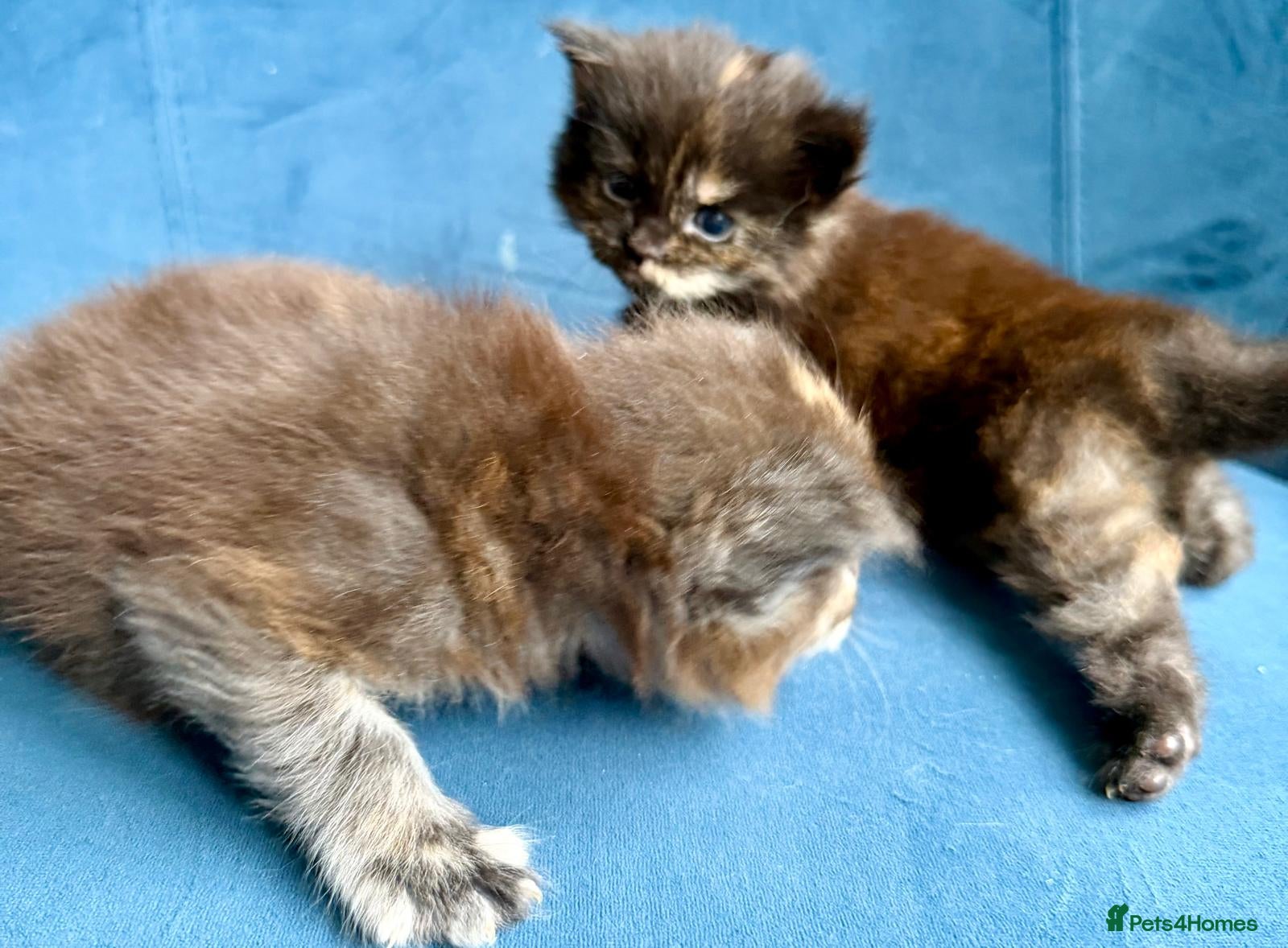 Maine Coon cats XL MAINE COON KITTENS UNIQUE COLOUR XL BLOODLINE - Advert 2