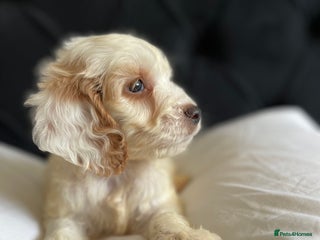 Cockapoo dogs - Advert 24