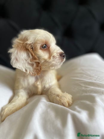 Cockapoo dogs - Advert 1