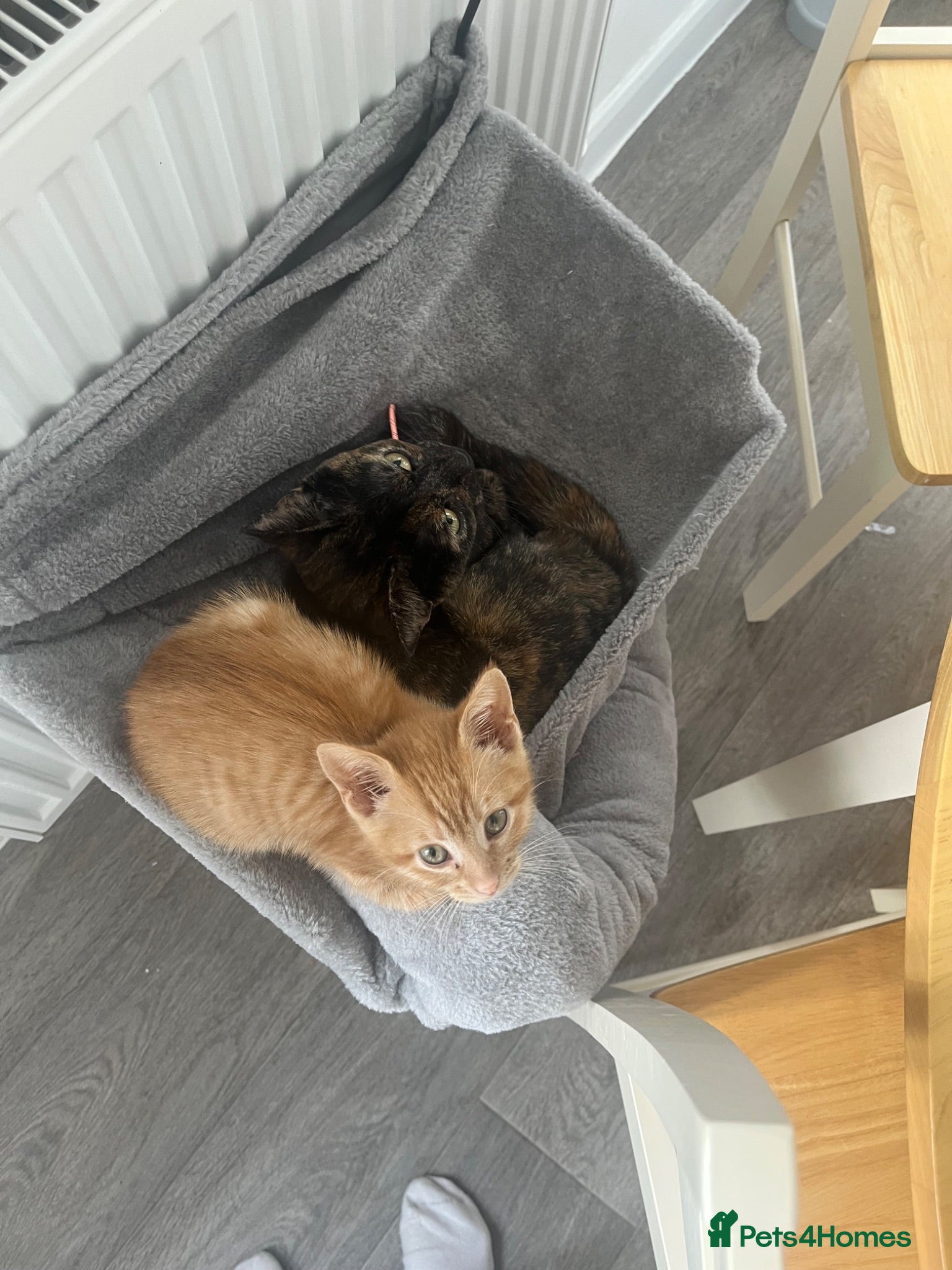 Mixed Breed cats Two female Cats - Advert 1