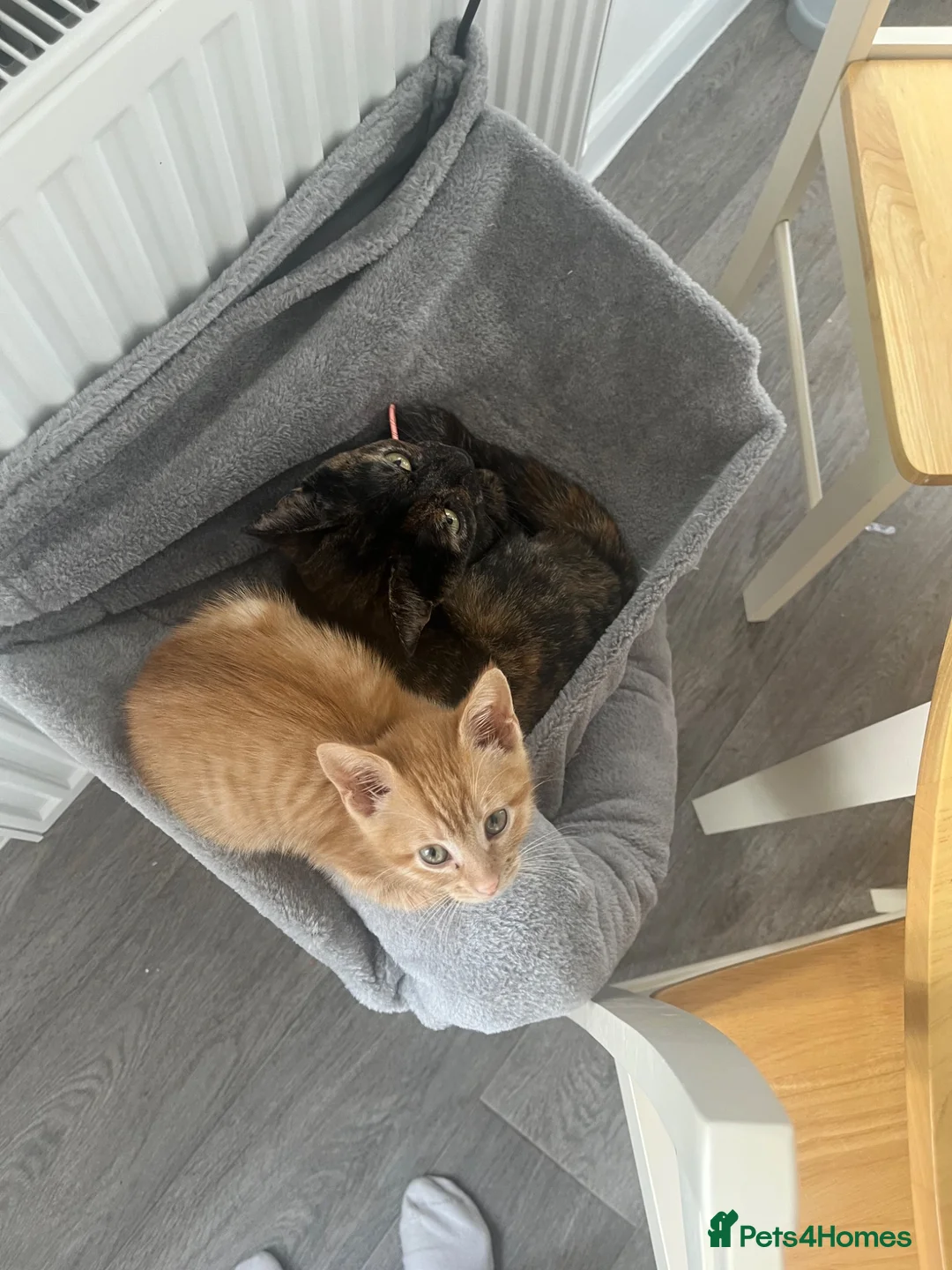 Mixed Breed cats for sale: Two female Cats - Advert 1