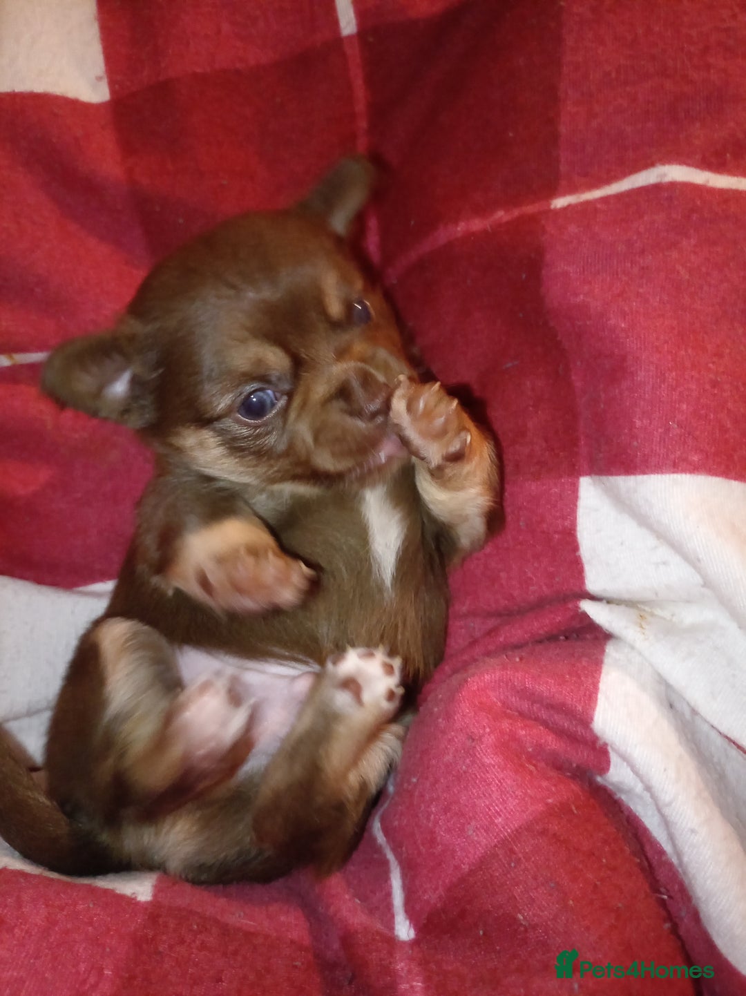 Chihuahua dogs for sale: 1 chocolate and tan boy  - Advert 2