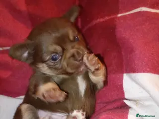 Chihuahua dogs 1 chocolate and tan boy - Advert 17