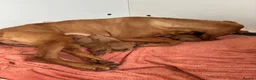 Hungarian Vizsla dogs for sale: 🌟Stunning, strong health tested KC pups 🌟  - Advert 9