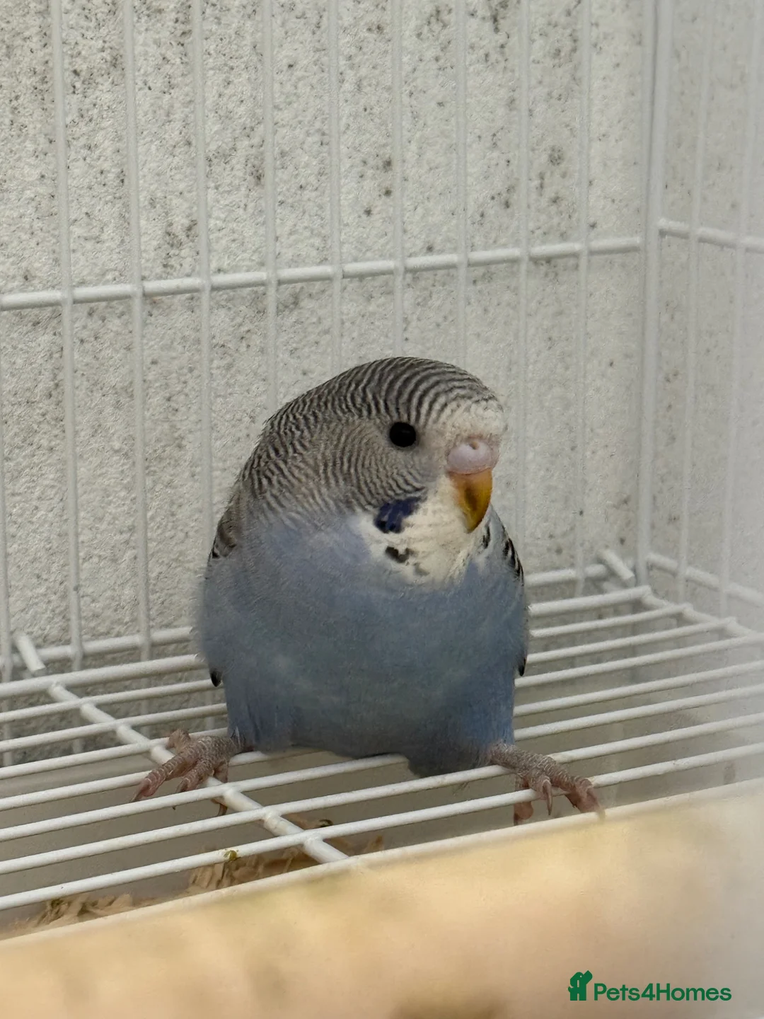 Budgerigars birds for sale: Beautiful baby budgie for sale - Advert 3