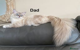 Ragdoll cats for sale: Attention🎈Rare Kitten  - Image 29