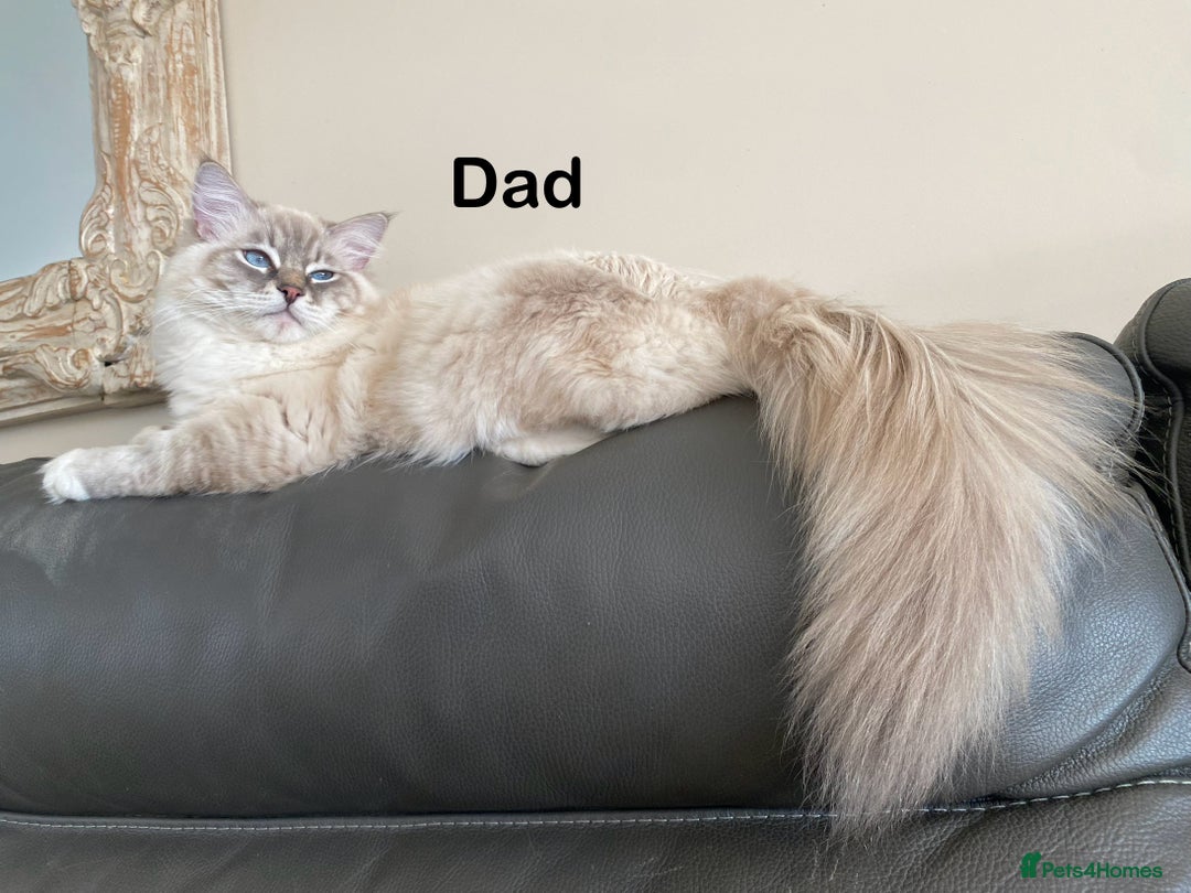 Ragdoll cats for sale: Attention🎈Rare Kitten  - Image 29