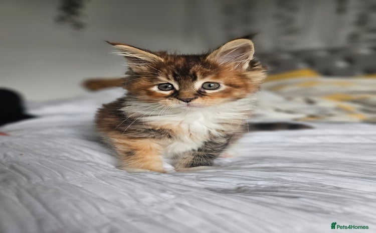 Maine Coon cats - Advert 13