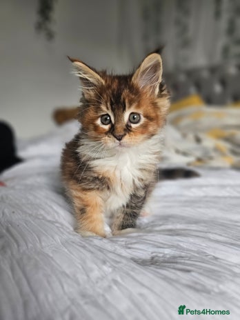 Maine Coon cats - Advert 11