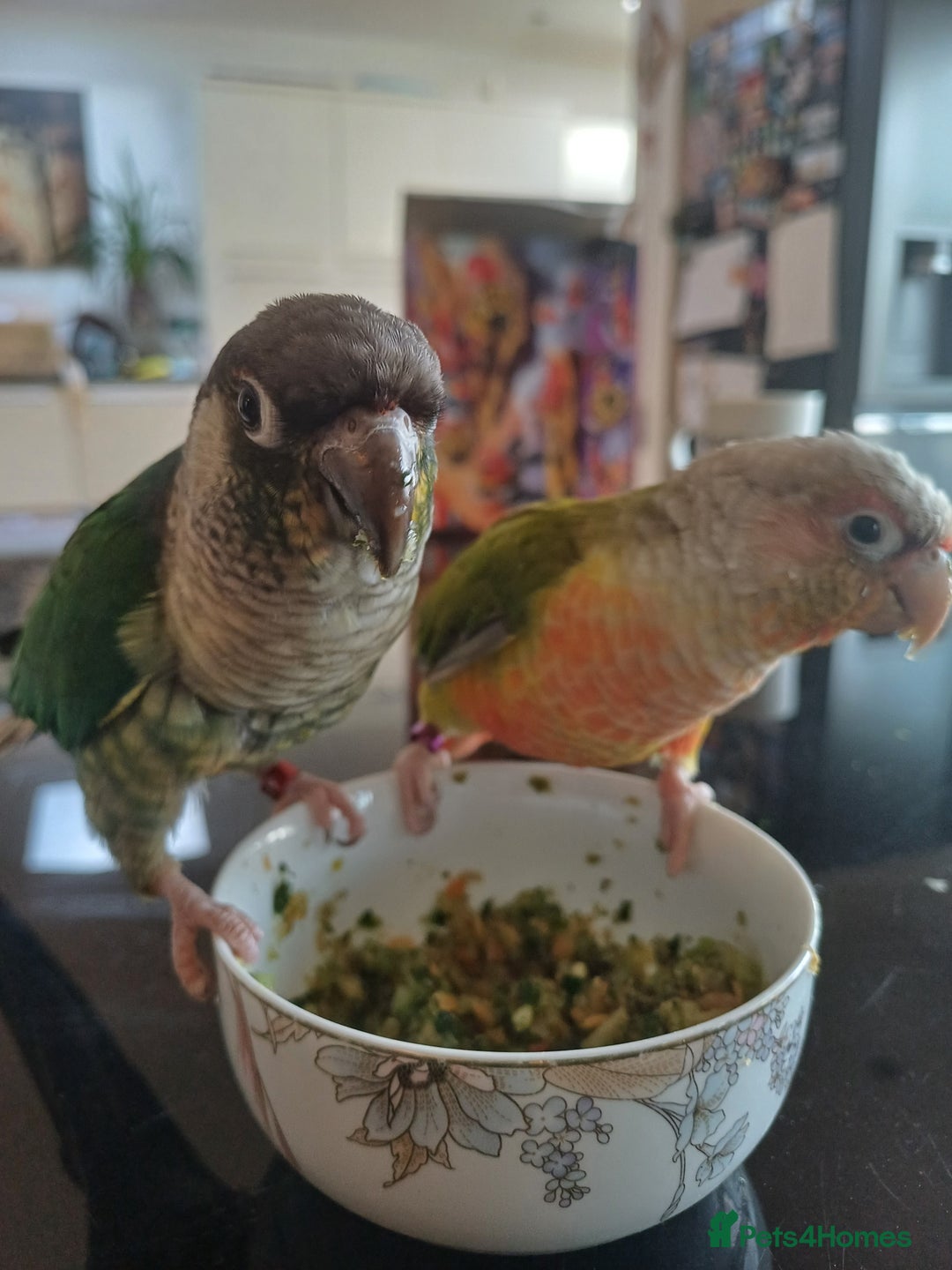 Conures birds for sale: Friendly conures for sale - Image 5