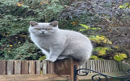 British Shorthair cats for sale: British Shorthair Kittens – Ready Now - Image 3