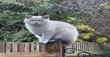 British Shorthair cats - Advert 8