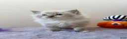 Ragdoll cats for sale: TICA registered ragdoll kittens - Advert 7