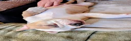 Olde English Bulldogge dogs for sale: Fawn & cream 7 week old English bulldog  in Clitheroe - Advert 5