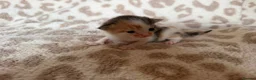 Mixed Breed cats for sale: Beautiful litter of kittens available! - Advert 7