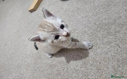 Mixed Breed cats for sale: Five Stunning Bengal X Kittens For Sale  - Image 16
