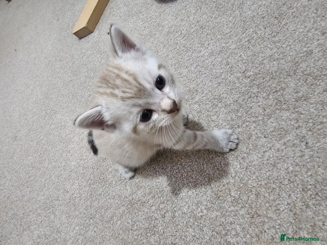 Mixed Breed cats for sale: Five Stunning Bengal X Kittens For Sale  - Image 16