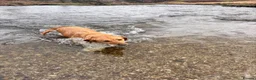 Labrador Retriever dogs for sale: Beautiful labrador puppies - Advert 6