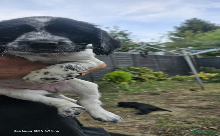 Sprocker dogs - Advert 1