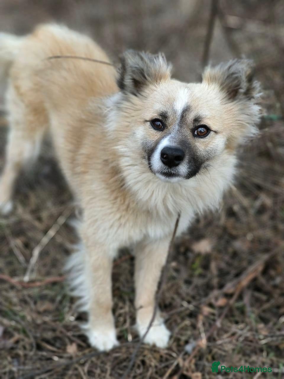Mixed Breed dogs 💙🐶 SANIOK – THE HAPPIEST LITTLE BUNDLE OF JOY  - Advert 3