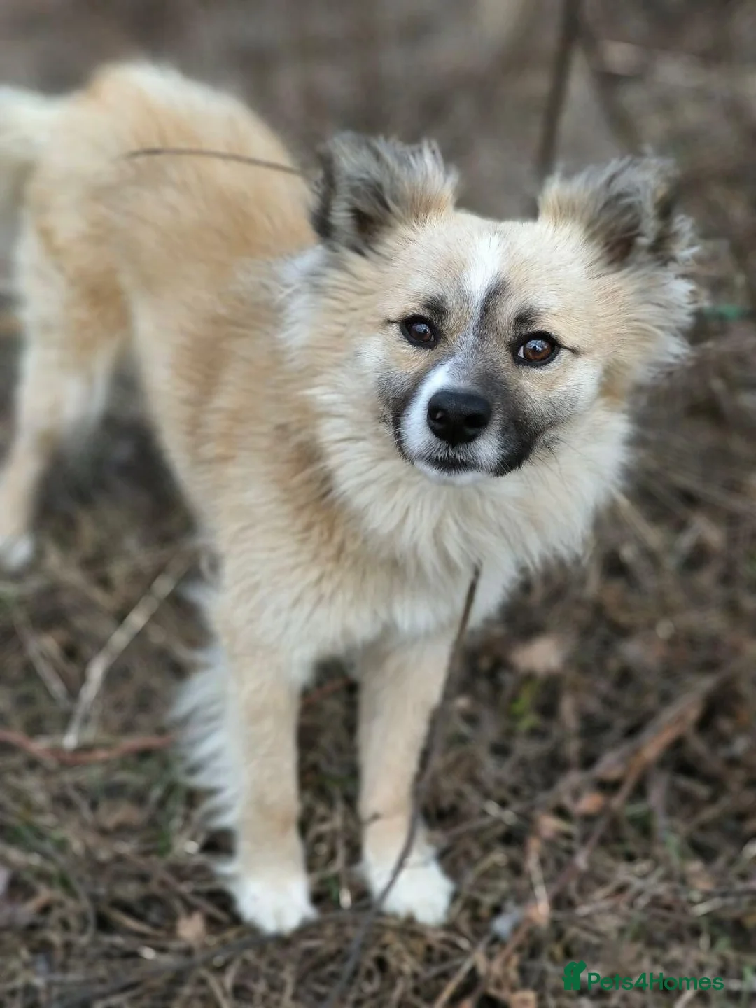 Mixed Breed dogs for adoption: 💙🐶 SANIOK – THE HAPPIEST LITTLE BUNDLE OF JOY  in Burton-on-Trent - Advert 1