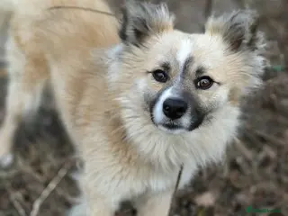 Mixed Breed dogs 💙🐶 SANIOK – THE HAPPIEST LITTLE BUNDLE OF JOY - Advert 3