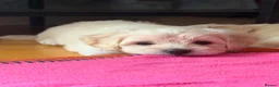 Maltese dogs for sale: Beautiful Bichon Maltese Puppies-1st Family Litter - Advert 2
