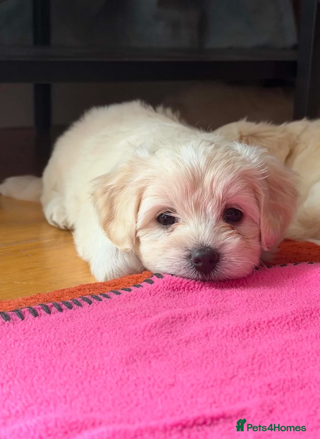 Maltese dogs for sale: Beautiful Bichon Maltese Puppies-1st Family Litter - Advert 2