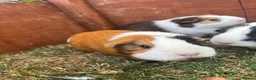 Guinea Pig rodents for sale: Guinea Pigs x4 (female) in Haverhill - Advert 3
